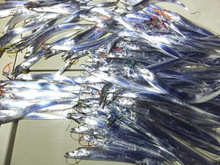 Hit Rush(ヒット ラッシュ） 釣果…