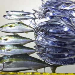 Hit Rush(ヒット ラッシュ) 釣果