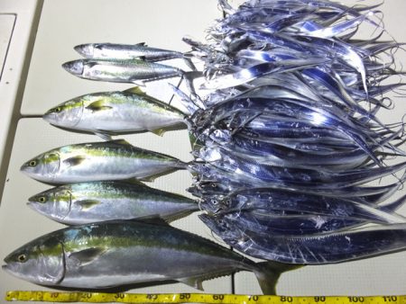 Hit Rush(ヒット ラッシュ) 釣果