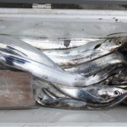 釣船 浦島太郎 釣果