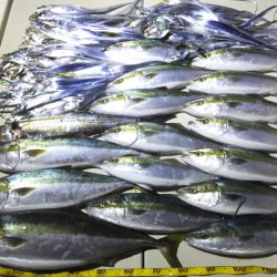 Hit Rush(ヒット ラッシュ） 釣果