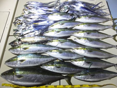 Hit Rush(ヒット ラッシュ） 釣果