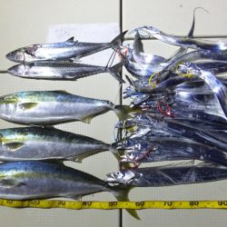 Hit Rush(ヒット ラッシュ) 釣果