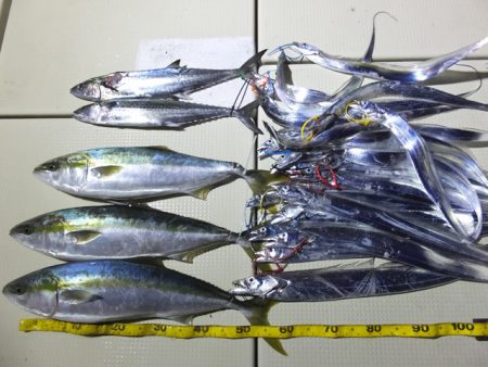 Hit Rush(ヒット ラッシュ） 釣果…