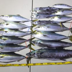 Hit Rush(ヒット ラッシュ) 釣果