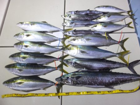 Hit Rush(ヒット ラッシュ） 釣果…