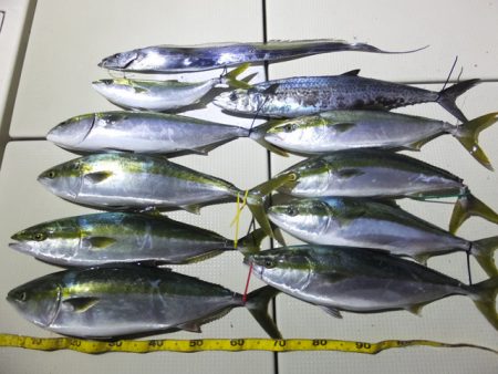 Hit Rush(ヒット ラッシュ） 釣果…