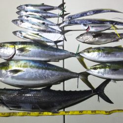 Hit Rush(ヒット ラッシュ) 釣果