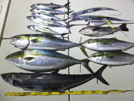 Hit Rush(ヒット ラッシュ) 釣果