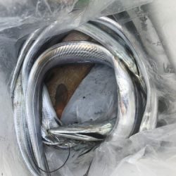 釣船 浦島太郎 釣果