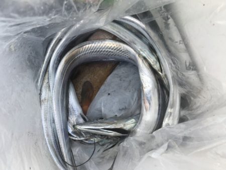 釣船 浦島太郎 釣果