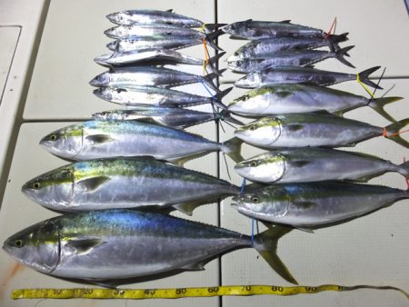 Hit Rush(ヒット ラッシュ) 釣果