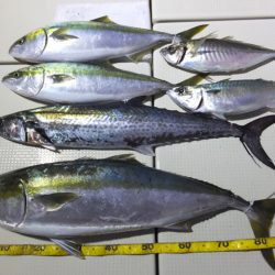 Hit Rush(ヒット ラッシュ) 釣果