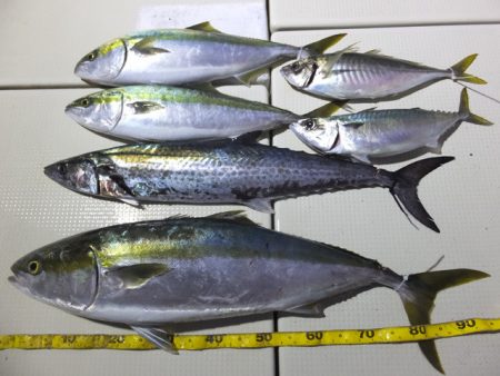 Hit Rush(ヒット ラッシュ) 釣果