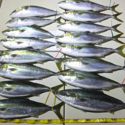 Hit Rush(ヒット ラッシュ) 釣果