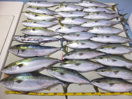 Hit Rush(ヒット ラッシュ） 釣果…