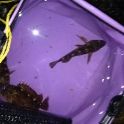 ガシラが少ない…