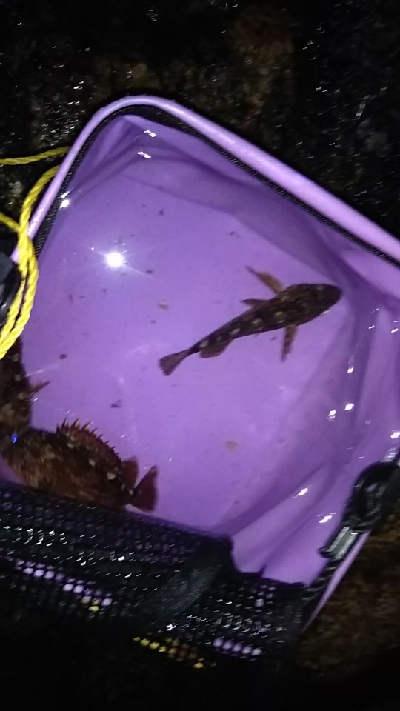 ガシラが少ない…