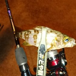 アジングに・・・