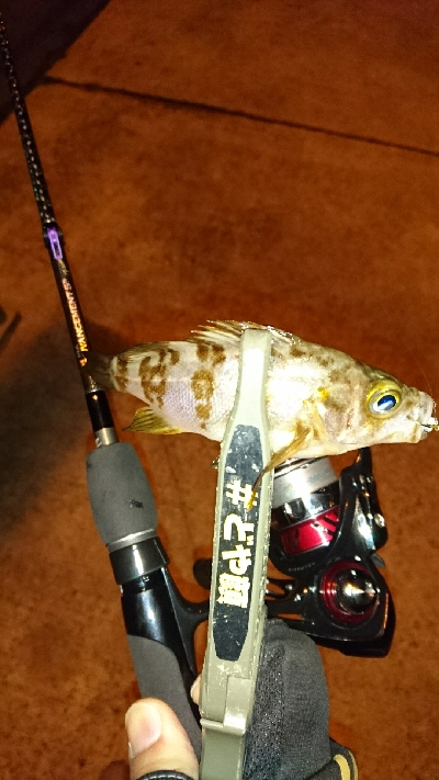 アジングに・・・