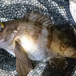 風をかわしてメバリング