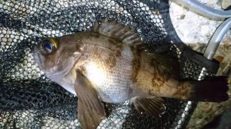 風をかわしてメバリング