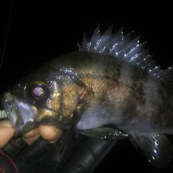 明石メバリング