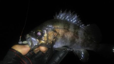 明石メバリング