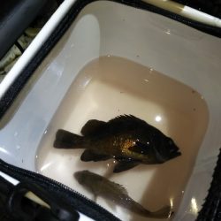 新年メバル探し_1