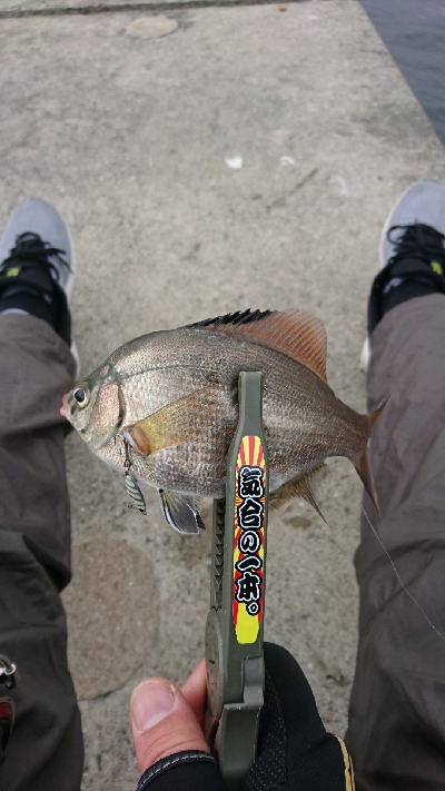 アジングに行くも・・・