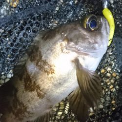 潮の流れに翻弄されました