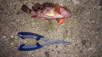 へち釣り&穴釣り