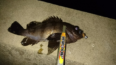 メバリング調査