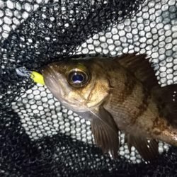 今夜はメバルに返り討ち