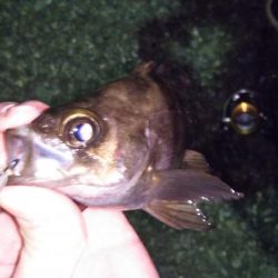 メバルのサイトフィッシング