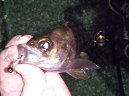 メバルのサイトフィッシング