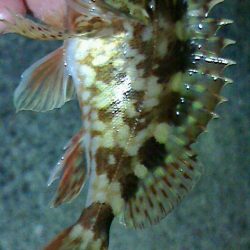 久しぶりのアナゴ釣り