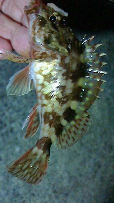 久しぶりのアナゴ釣り