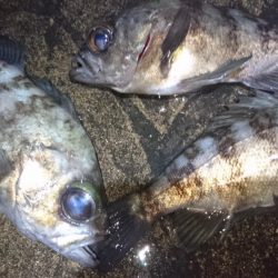 今夜もプラッキング