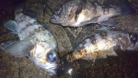 今夜もプラッキング