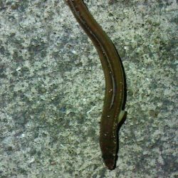 久しぶりのアナゴ釣り