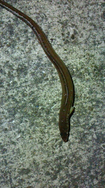 久しぶりのアナゴ釣り