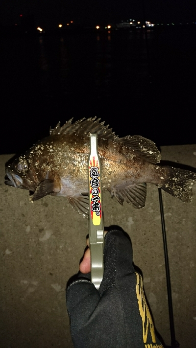 アジングに行きました。