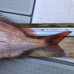 フィッシングボートACE(エース) 釣果