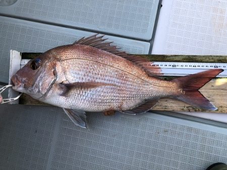 フィッシングボートACE(エース) 釣果