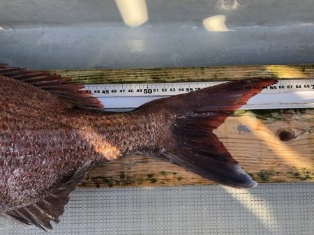 フィッシングボートACE(エース) 釣果