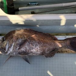 フィッシングボートACE(エース) 釣果