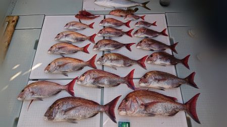 フィッシングボートACE(エース) 釣果