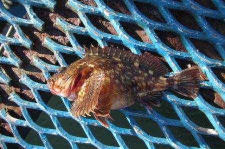 オリジナルメーカー海づり公園(市原市海づり施設) 釣果