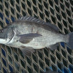 オリジナルメーカー海づり公園(市原市海づり施設) 釣果
